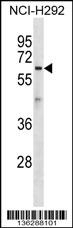 ATL1 Antibody