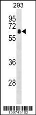 ZBTB7B Antibody