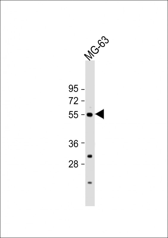 BMP3 Antibody