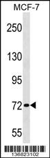 ZNF408 Antibody