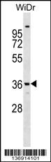 ANXA9 Antibody