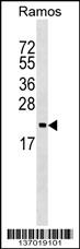 ARF5 Antibody