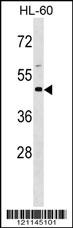 BSG Antibody