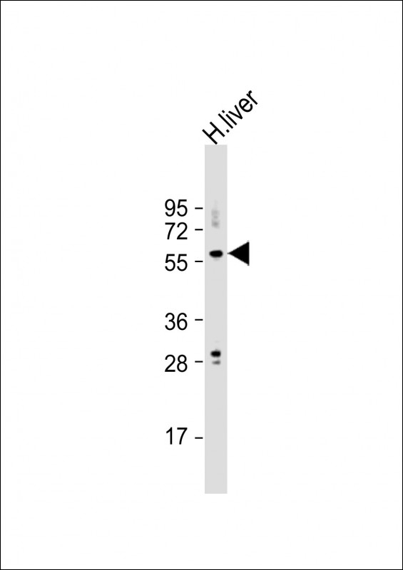 Bmp5 Antibody