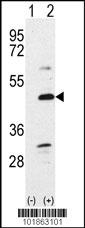 Bmp7 Antibody