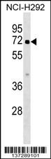 ZBTB44 Antibody