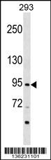 ZNF341 Antibody