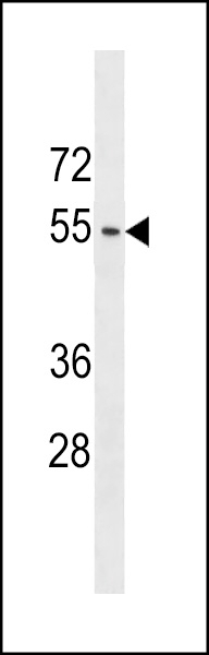 ACTL9 Antibody