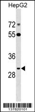 ARL10 Antibody
