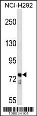 BBS7 Antibody