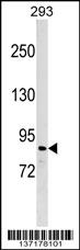 ZNF7 Antibody