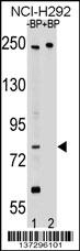 APPL2 Antibody