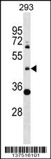 ZNF2 Antibody