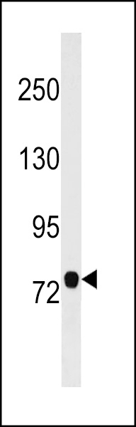 AOPEP Antibody