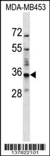BATF2 Antibody