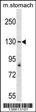 AGTPBP1 Antibody