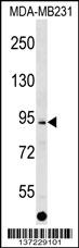 ALS2CL Antibody