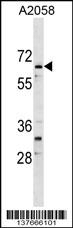 ARID5A Antibody