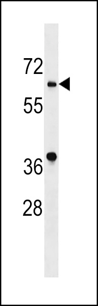 ASB10 Antibody
