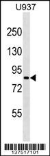 ZNF225 Antibody