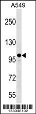 ZC3H7A Antibody