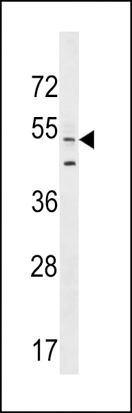 AGFG2 Antibody