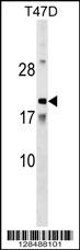 AMTN Antibody