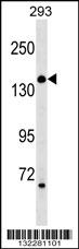 ARHGEF18 Antibody