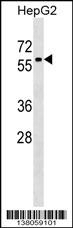 ZNF419 Antibody