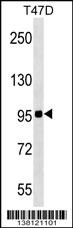 ZNF606 Antibody