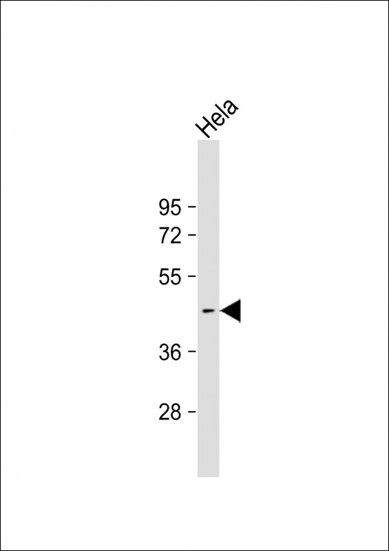 ACTL8 Antibody