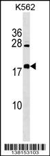 BEX4 Antibody