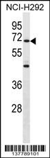 ZNF568 Antibody