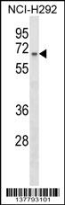 ZNF682 Antibody