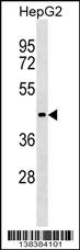 ZBTB26 Antibody