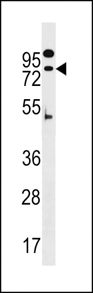 ZNF480 Antibody