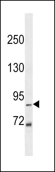 ZN786 Antibody