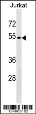 ZNF703 Antibody