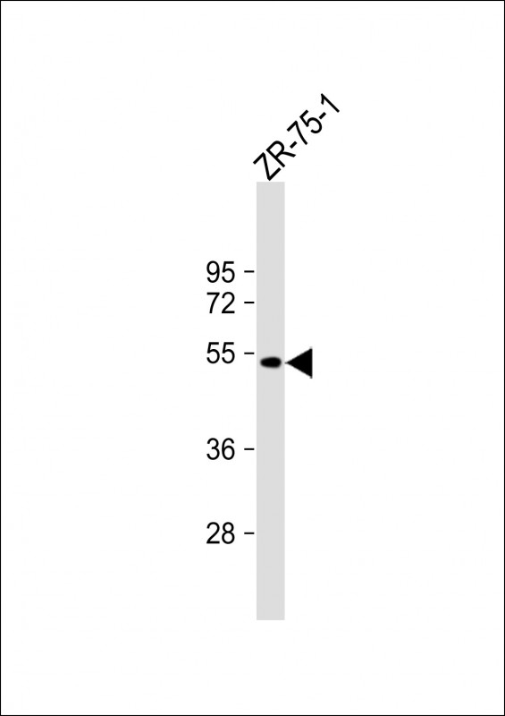 BRP16 Antibody