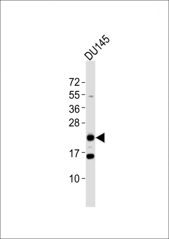 BTG4 Antibody