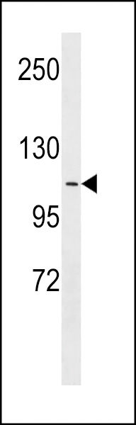 APOB48R Antibody