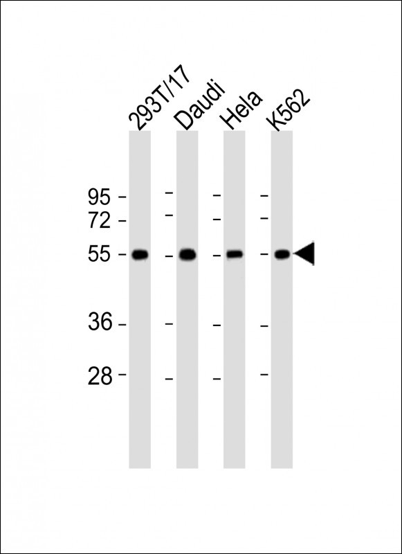 B7H6 Antibody