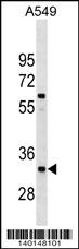 XRCC4 Antibody