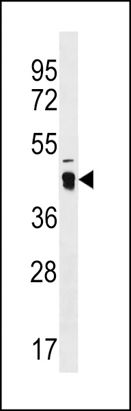 ATAD3C Antibody