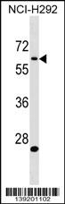 APBA3 Antibody