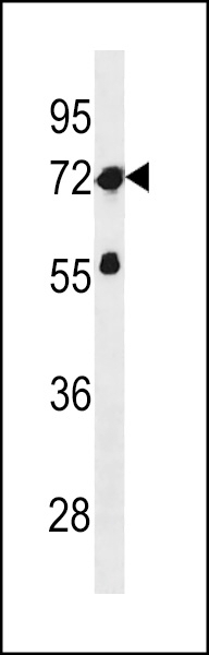ZNF286A Antibody