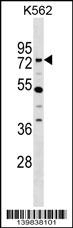 ZNF133 Antibody
