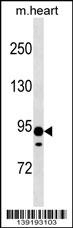 XYLT2 Antibody