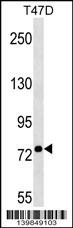 BEST3 Antibody