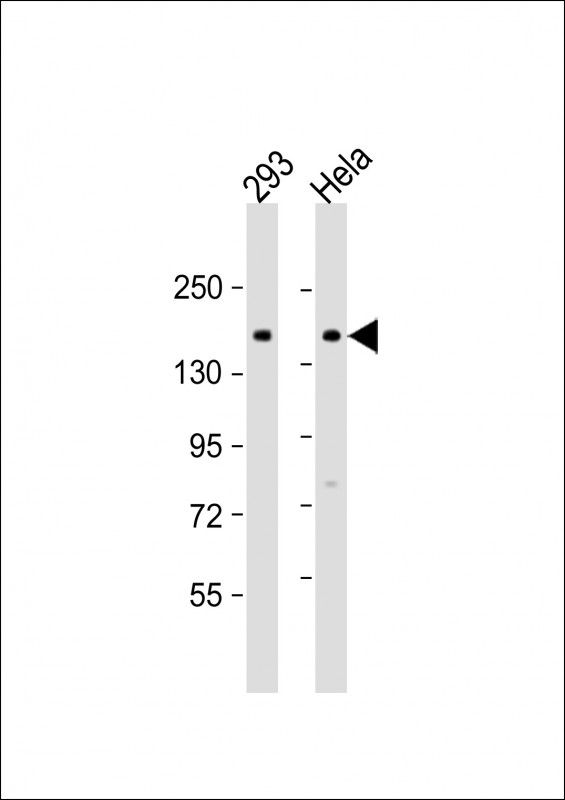 AMOT Antibody